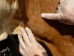 Апел власницима да пријаве болест квргаве коже код говеда