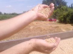 Žetva pšenice u Mačvi