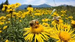 Više sredstava iz državnog budžeta za pomoć pčelarima u 2017. godini