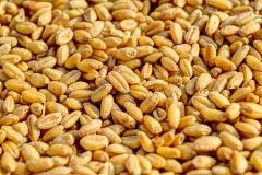 Razmena merkantilne za semensku pšenicu