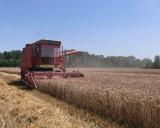 Žetva pšenice u punom jeku