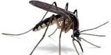 Zaprašivanje komaraca–upozorenje pčelarima 