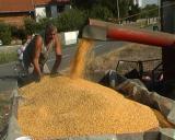  Suša desetkovala rod kukuruza