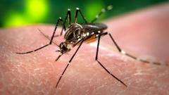 Zaprašivanje komaraca