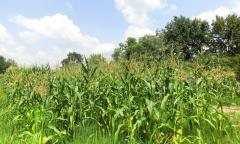 Rodna godina obećava visoke prinose kukuruza