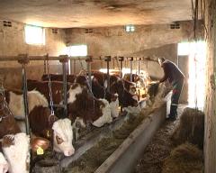 Uspešno sprovedena vakcinacija goveda u opštini Bogatić
