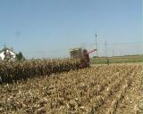  Suša desetkovala rod kukuruza